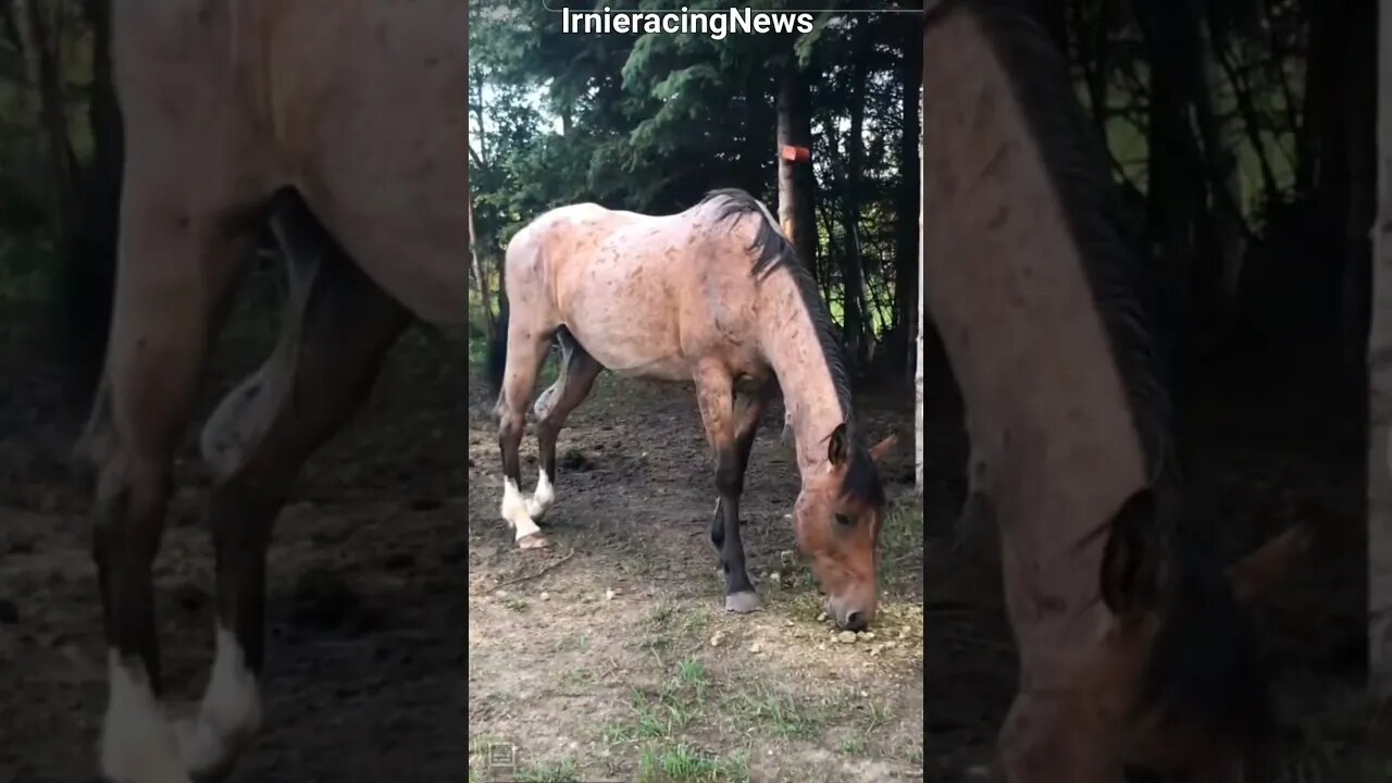 REAL CDN COWBOY: Dakota "Booger" looking better