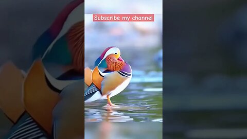 Beautiful Mandarin Duck l #shorts l #mandarinduck l @BikisAviary