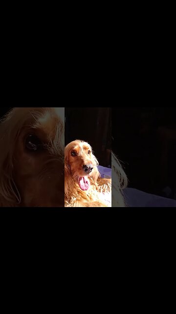 #dogshow, #amimals, #dogs, #shorts