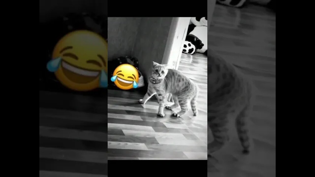 #shorts Смешные Коты Из Тик Тока 59 Funny Cats From Tiktok