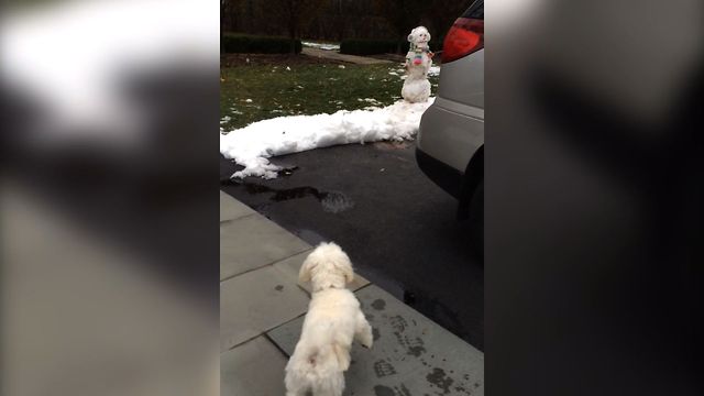 Dog vs Snowman