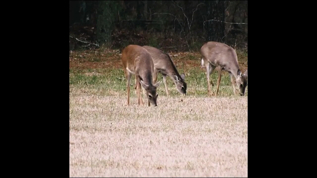 Deer on the field