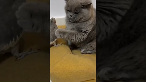 #memes #viral #shorts #imrankhan #cricket #pakistan #love #shortvideo #youtubeshorts #cat #parrot