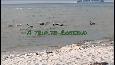 A Trip To Rosebud
