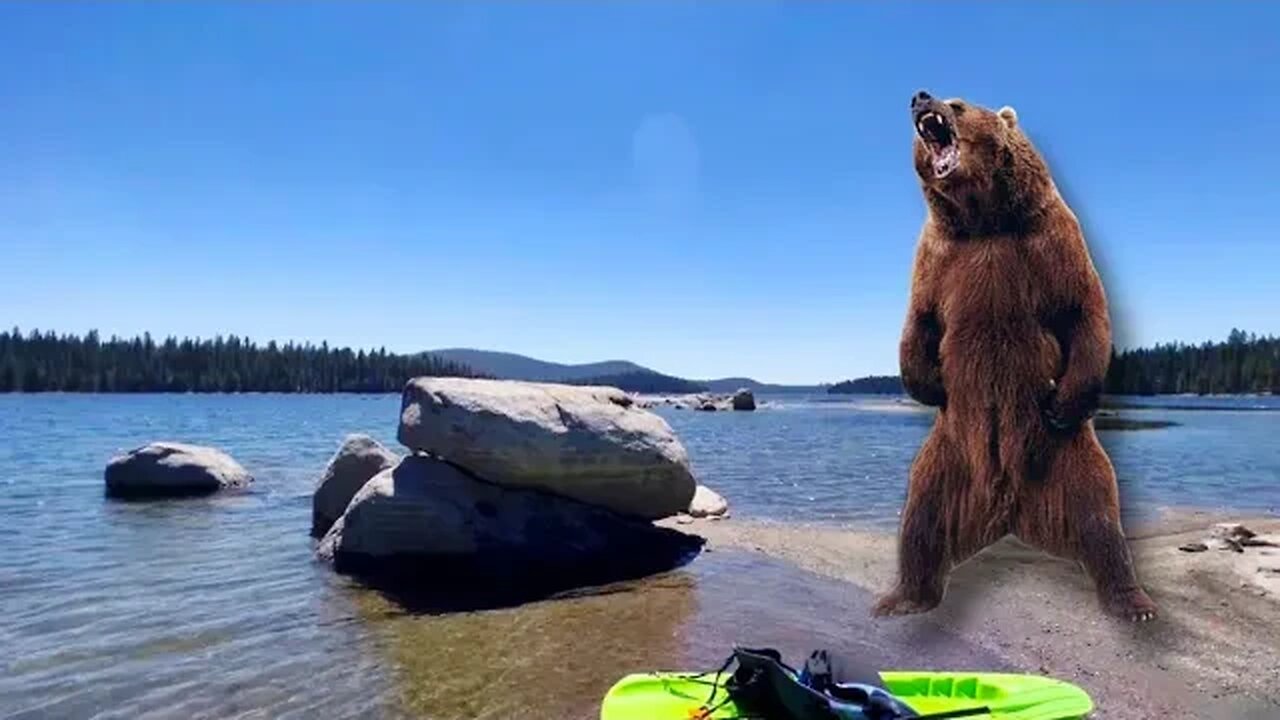 96 hours to find THIS BEAR