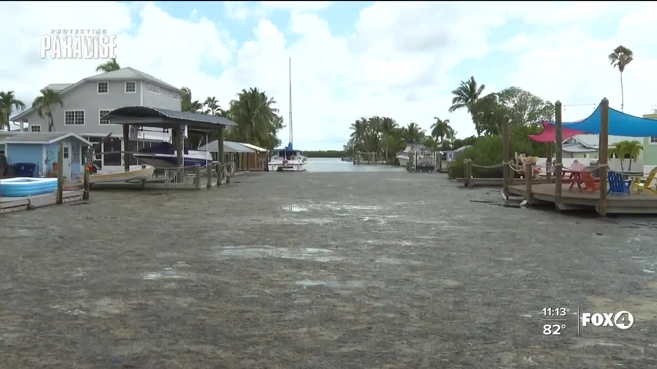 Matlacha residents concerned over growing algal blooms in canals