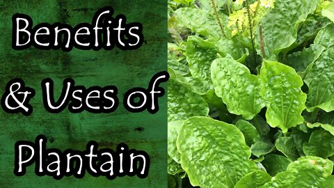 Benefits and Uses of Plantain