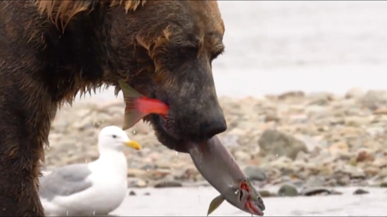 Fulfillment of hunger in bears by catching fish