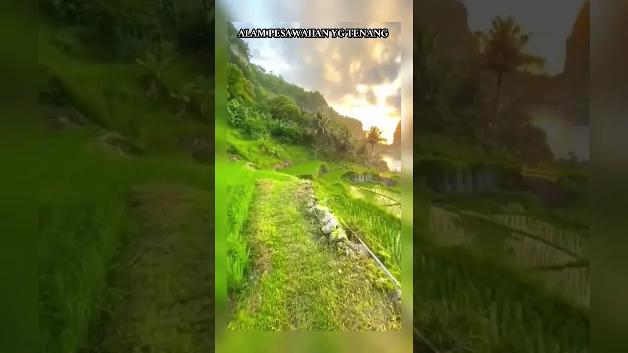 alam pesawahan yg tenang #alampesawahan #shorts #short