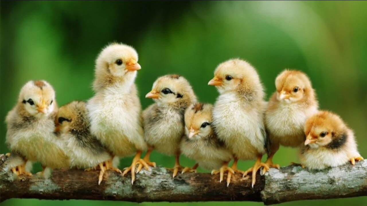 Adorable baby chickens nesting - A real cute video compilation.