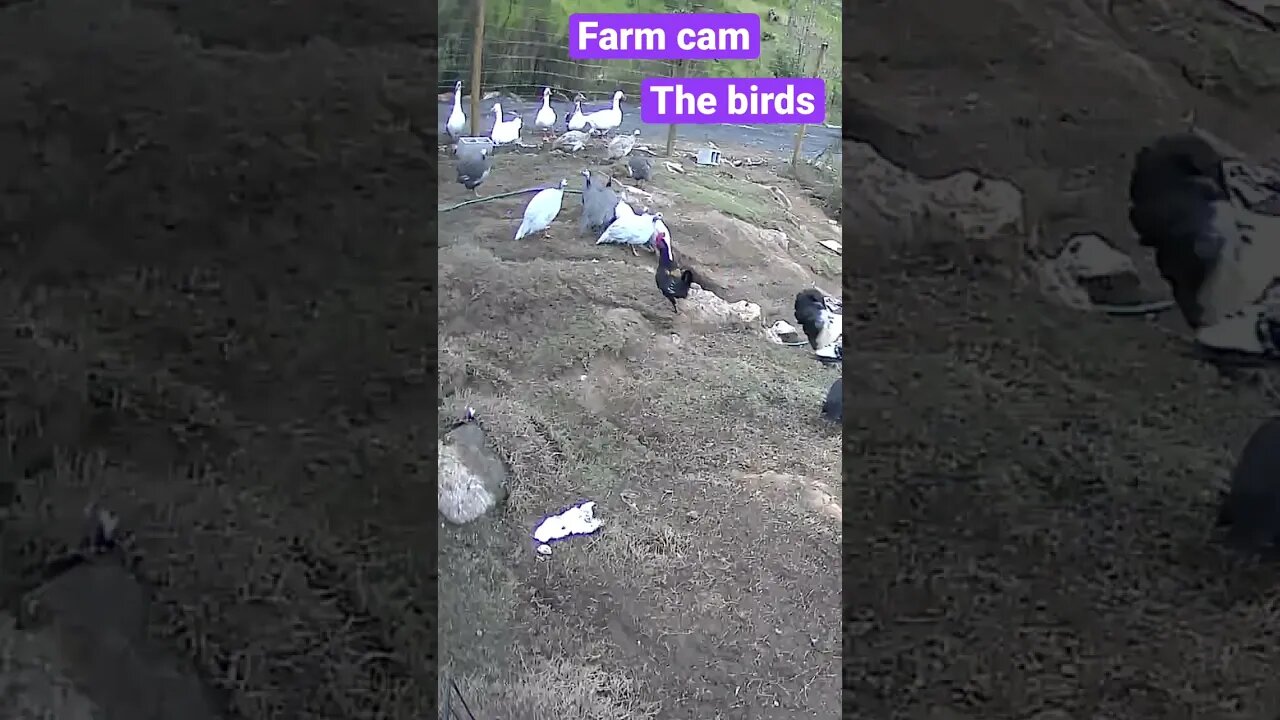 Farm cameras monitoring farm birds