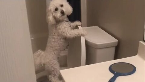 My Dog is Part Human!