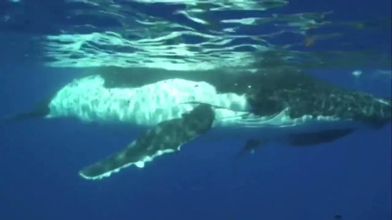 Sounds of Humpback whales and calf-3