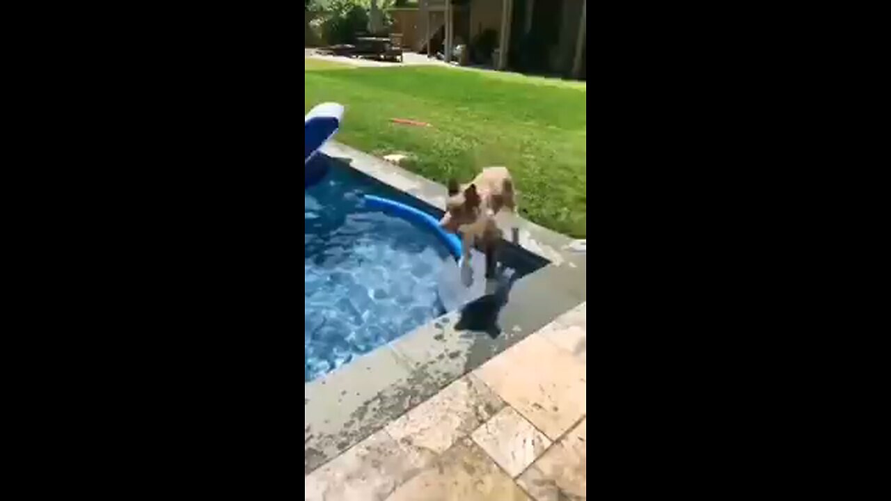 Funny animals