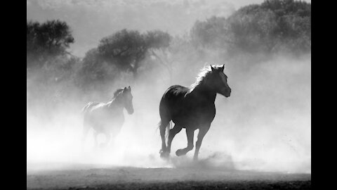 Flying Over Wild Horses؟