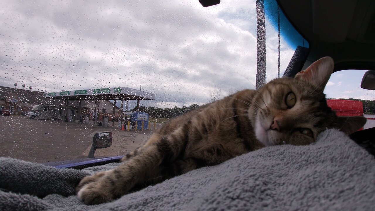 Milo cat did you not sleep last night?