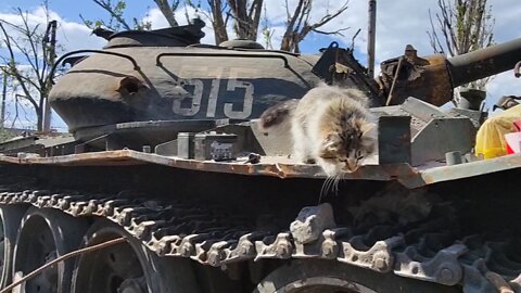 A cat from the DPR who lives in a tank