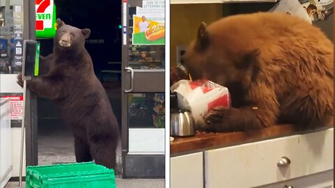 Are Bears Becoming Addicted to Sugar?