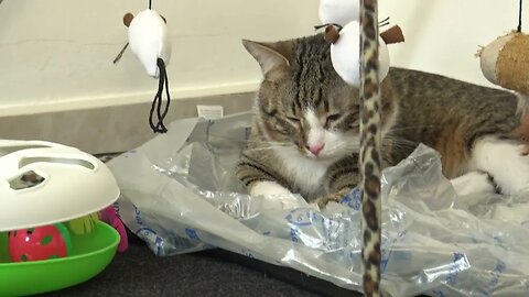 Cat Is Happy with His New Toys