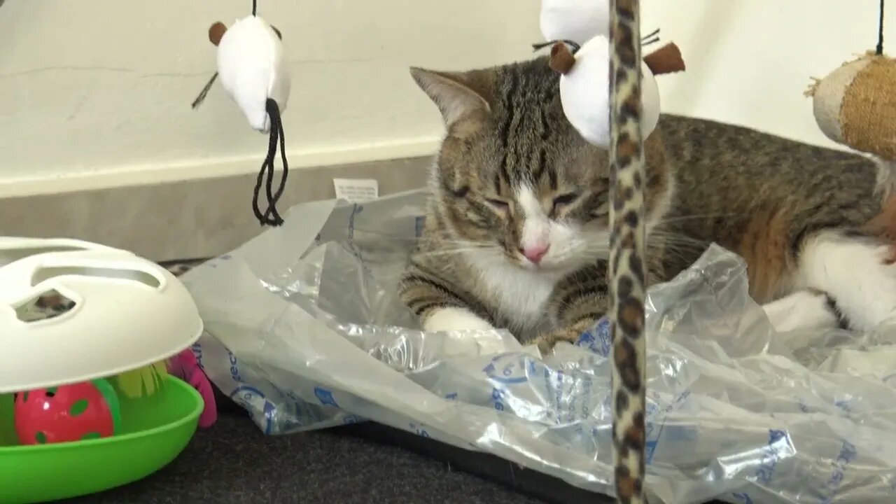 Cat Is Happy with His New Toys