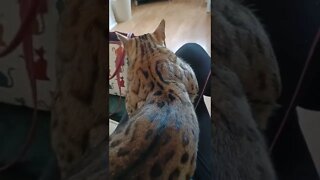 Awkward cat cuddles with a bengal #bengalcat #catcuddles #awkward