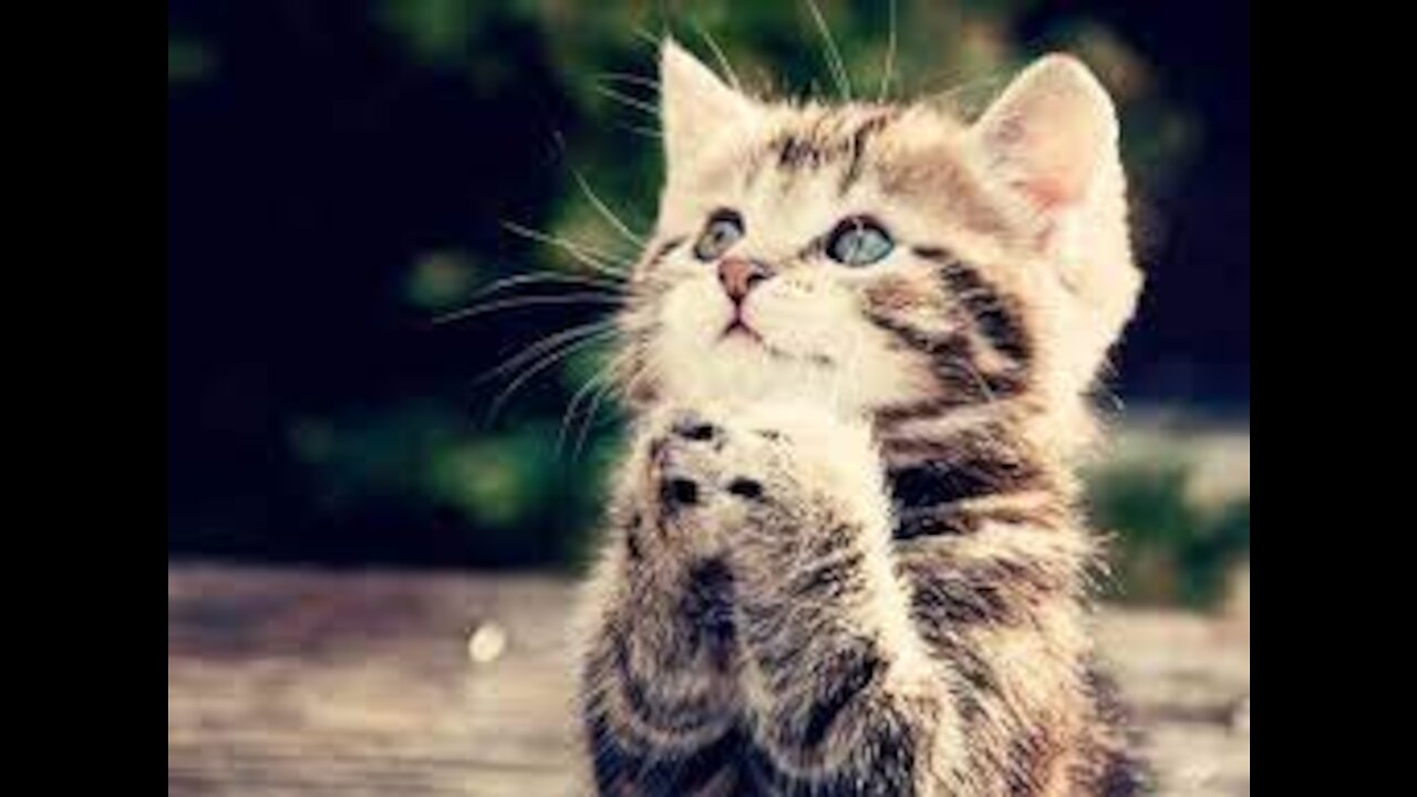 The Secret of the Cat