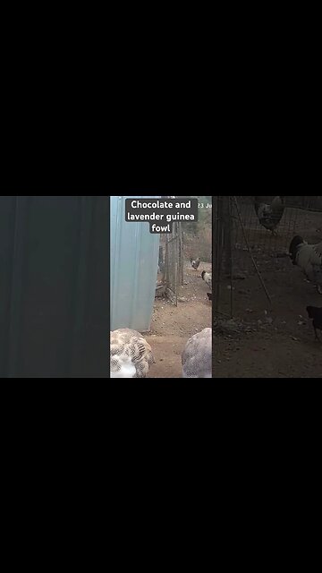 Farm surveillance. Free range guinea fowl