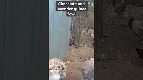 Farm surveillance. Free range guinea fowl
