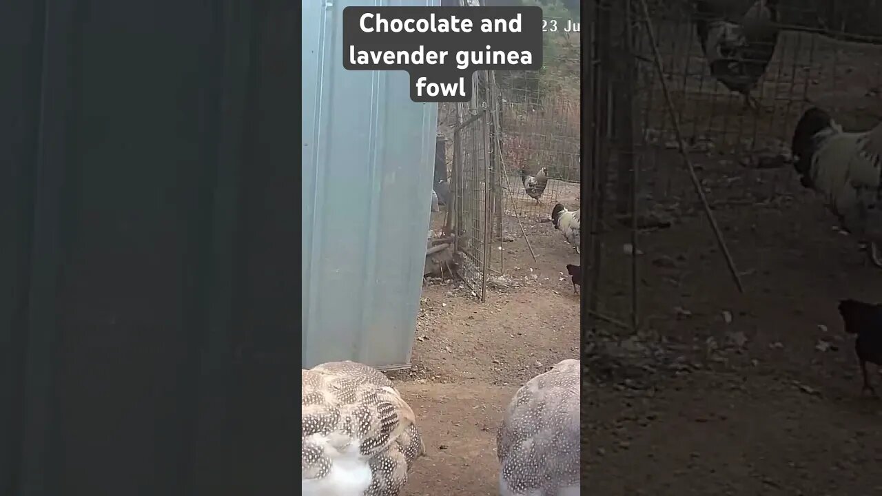 Farm surveillance. Free range guinea fowl