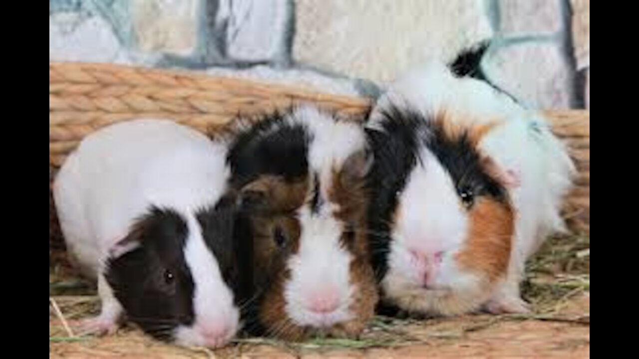 Adorable little guinea pigs playing around. Its the cutest thing you'll ever see