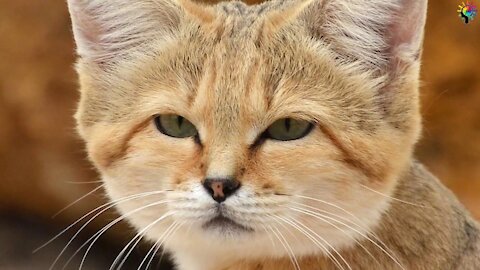 Sand Cat The King of the Desert