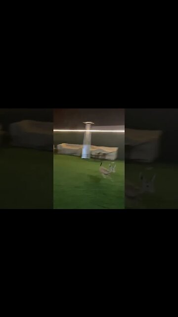 i'm fast AF boy🤣🤣 #deer