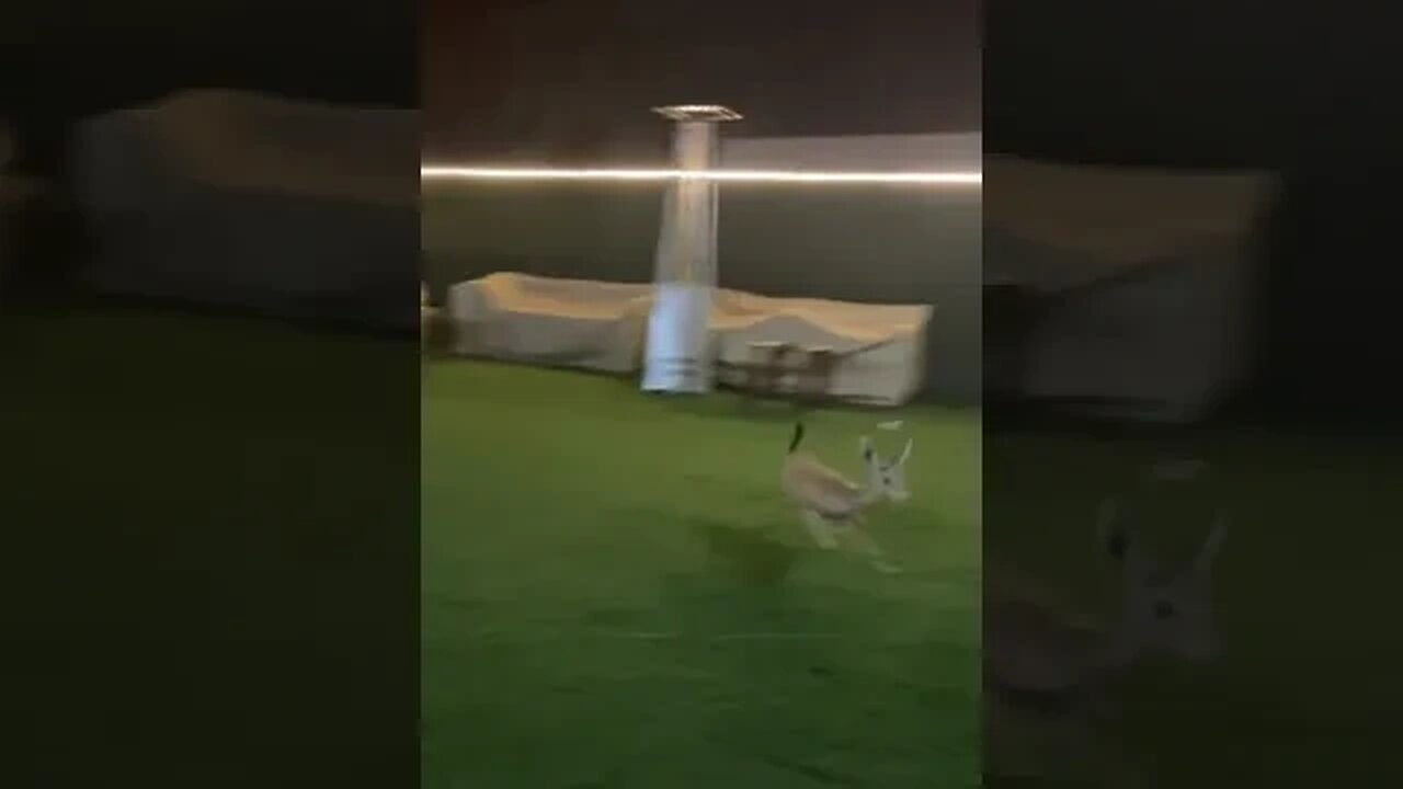 i'm fast AF boy🤣🤣 #deer