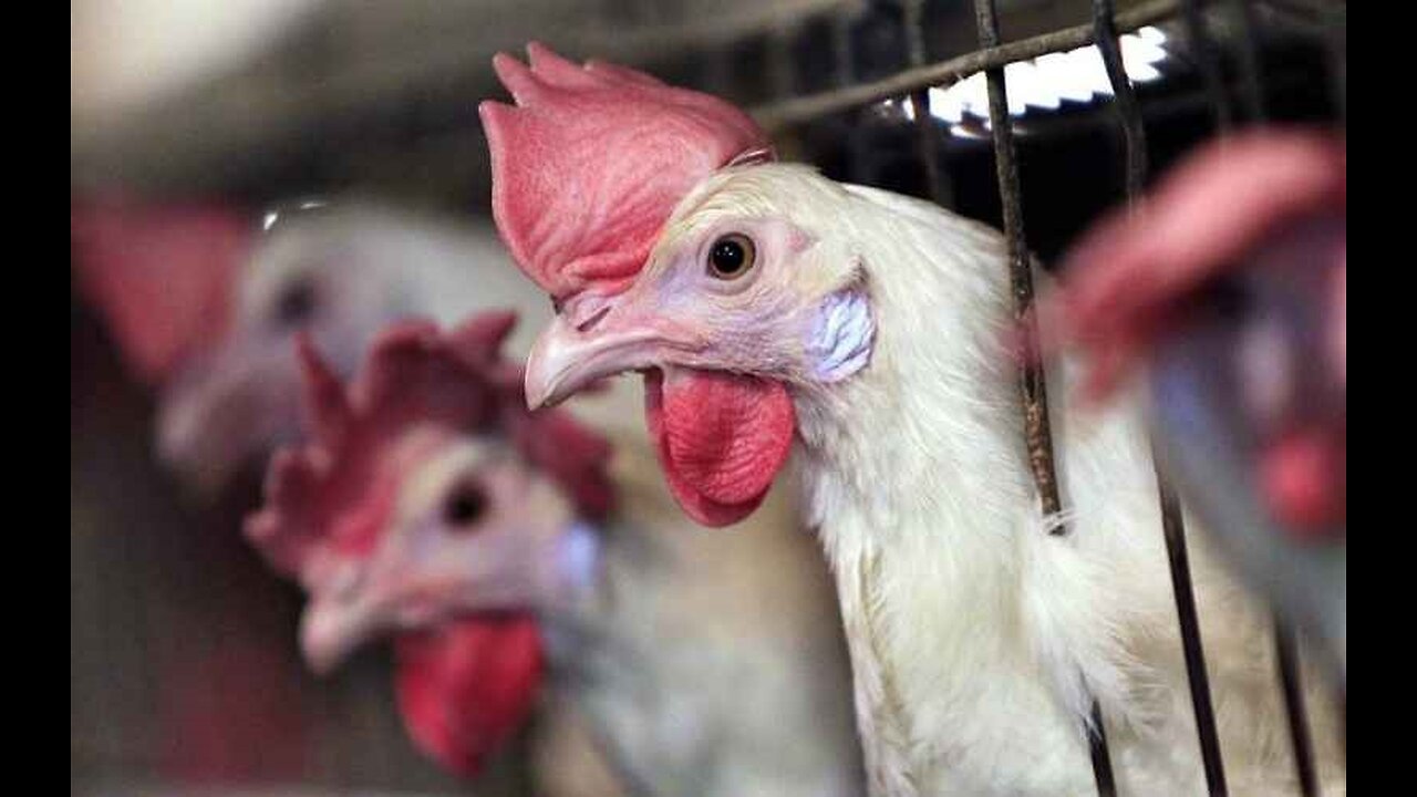 Bawk Bawk! San Francisco Cops Are Dressing Up As Chickens to Catch Crosswalk Scofflaws