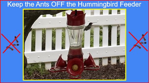 Hummingbird Feeder, keep ants away