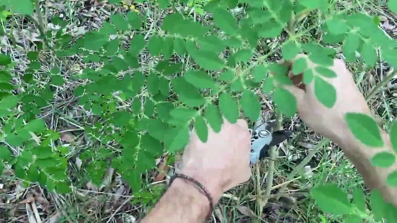 Trimming Young Moringa Trees to Thicken Stems