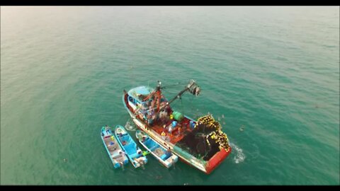 Shrimp Boat Offloading to a Smaller Boat