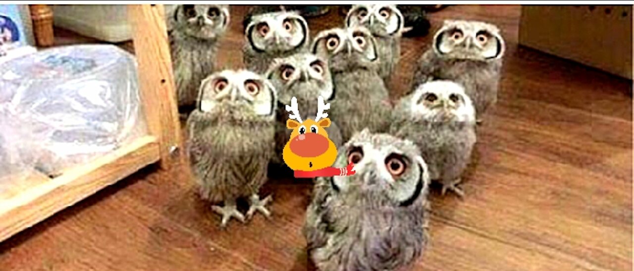 Funny Owls funny and cute Owls