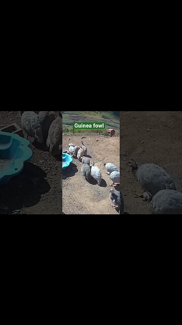 Farm surveillance cameras. Guinea fowl