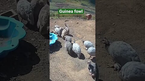 Farm surveillance cameras. Guinea fowl