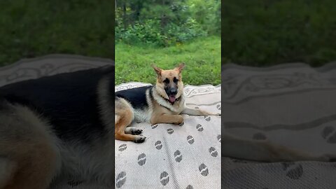 Naughty boy finds mud… #germanshepherd #camping #mountains #gsd