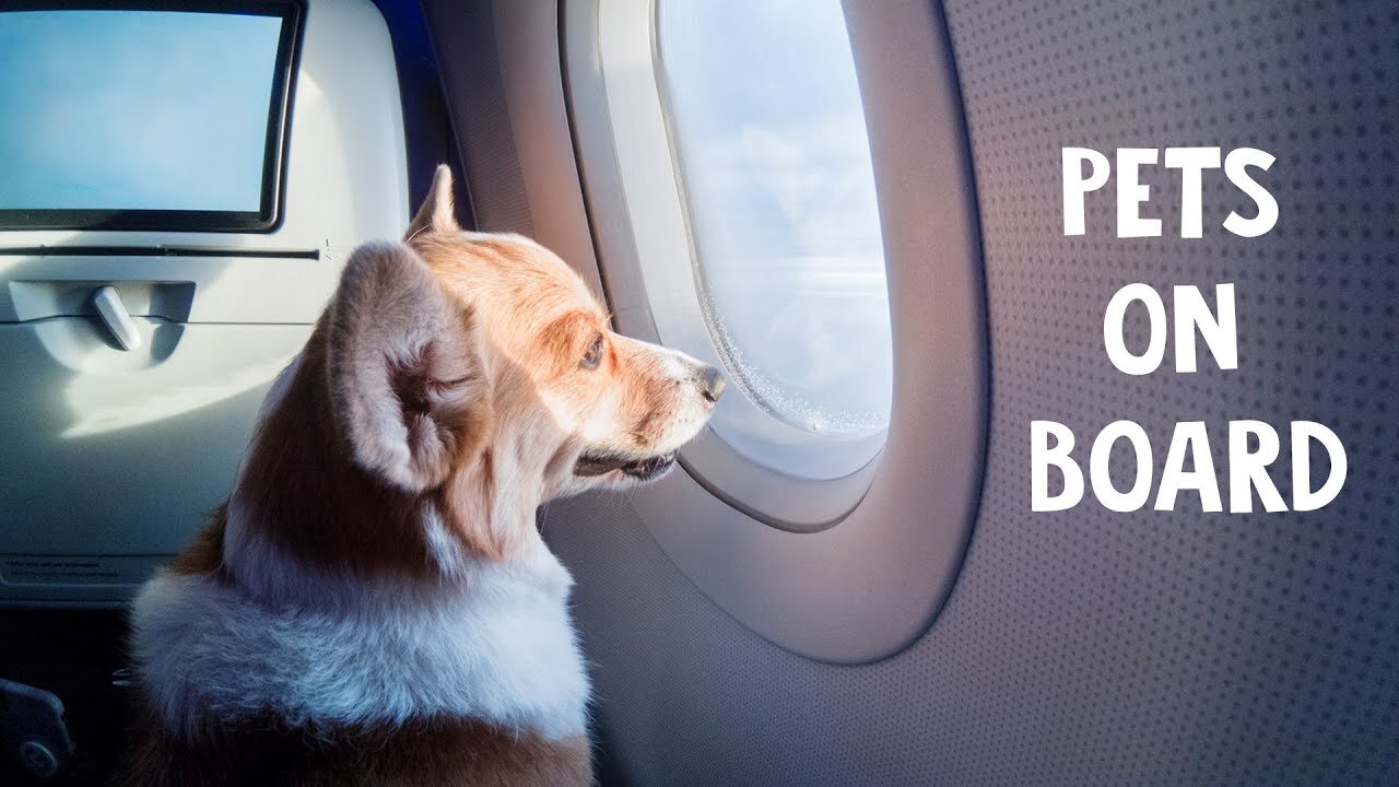 Travelling with pets on flights. Air India best pet-friendly airlines in India?