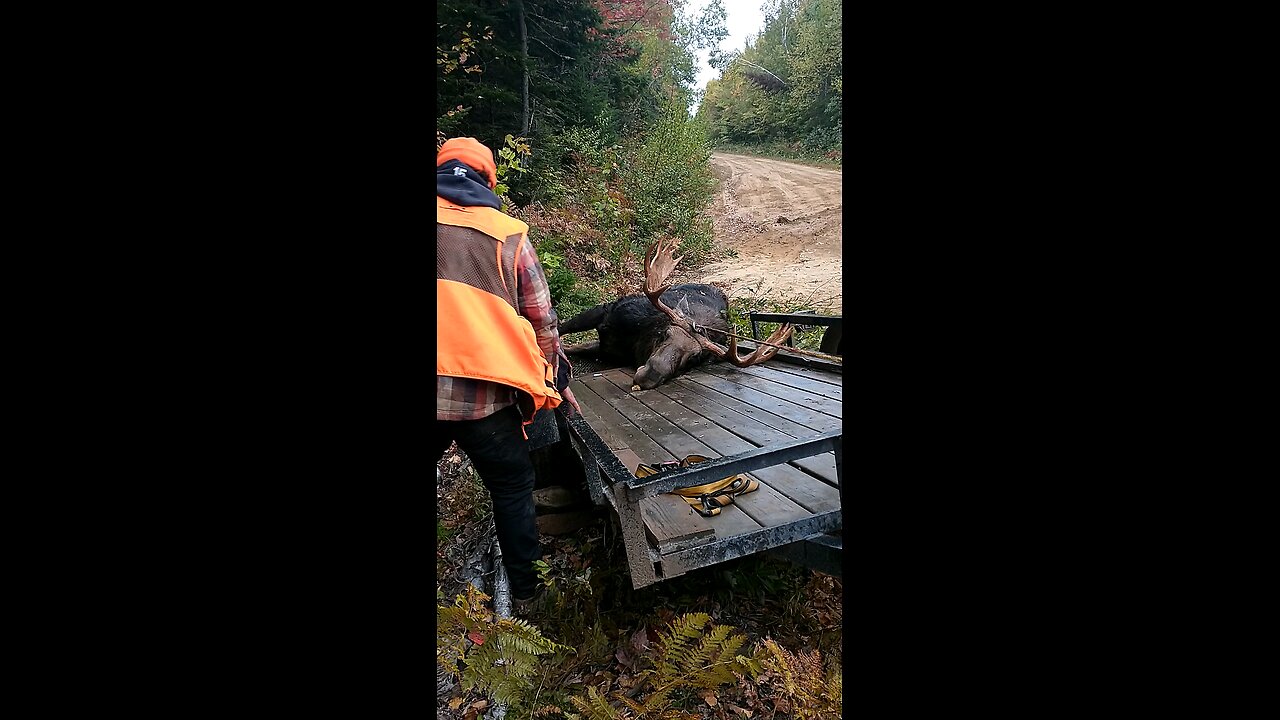 moose pulling on a trailer