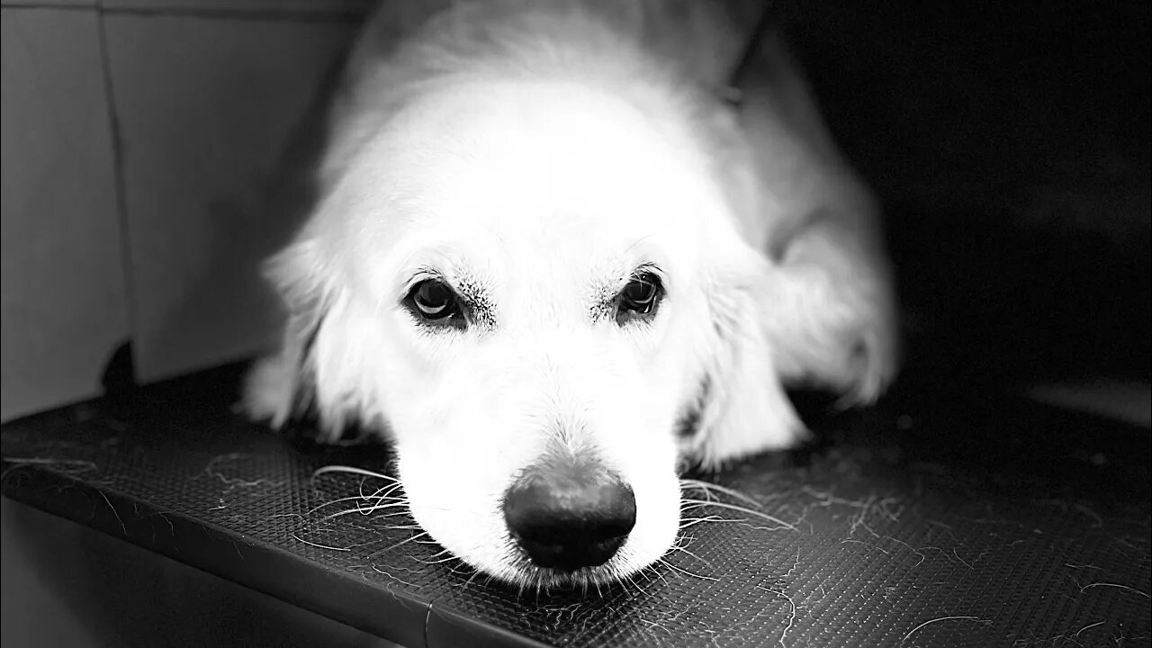 SPA Day #goldenretriever