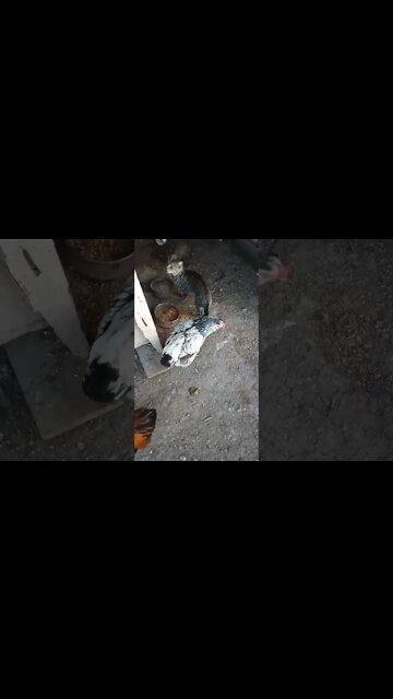 Good morning Rhiannon Rusty and Skippy