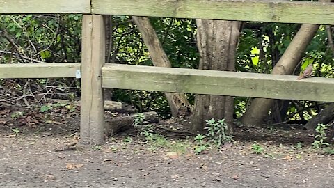 Cardinal fledglings scavenging for food