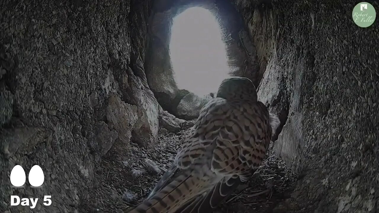 Kestrels Brave it Out After Several Brutal Raids on their Nest by Tawny Owls and a Jackdaw 1