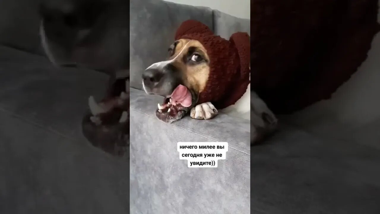 #shorts Смешные Собаки Из Тик Тока 244 Funny Dogs From Tiktok