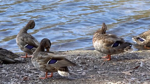 CatTV: duck group cleaning