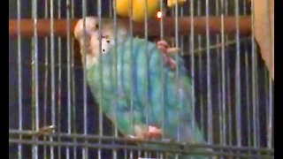 IECV PBV #65 | 👀 Quick Look Back At Bert The Parakeet - Budgie 8-8-2014